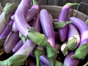 GM Brinjal could migrate from Bangladesh