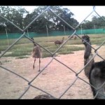Emu farming