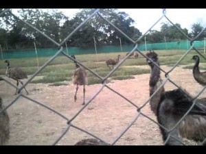 30 Emus abandoned in Gujarat