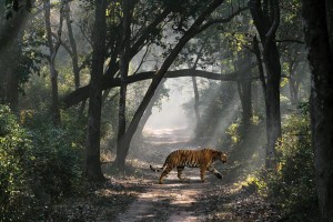 Akash Das’ ‘Wild India’ photos excel
