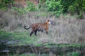 Bamera Male: The most sought after Tiger of Bandhavgarh