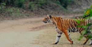 Project Tiger ushered in loud roars in 50 reserves