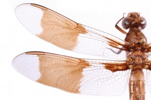 Insect wings inspire new ways to fight superbugs: RMIT Research