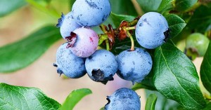 The hidden cost of Australia’s Blueberry bonanza, unions demand probe into exploitation on farms