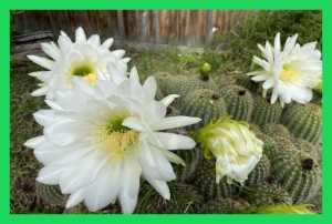 NATURE: Beauties from thorns (Flowers bloom in a cactus plant) in Melbourne (Watch VIDEO)