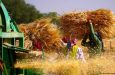 NEWS ANALYSIS: India’s wheat export ban irks US, G7 nations
