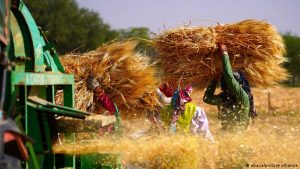 NEWS ANALYSIS: India’s wheat export ban irks US, G7 nations