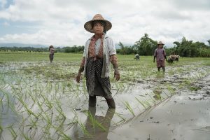 Despite tensions, rice is the diplomatic tool for Myanmar, Bangladesh