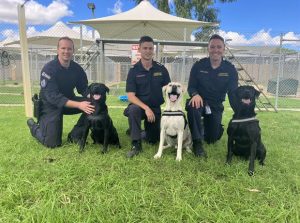 ABF’s detector dogs breeding facility keeps community safe