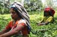 Iran’s Sri Lanka Tea imports under tea-for-oil barter system