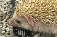 Your Pet, Our Pest – There is nothing cute about Hedgehog trafficking